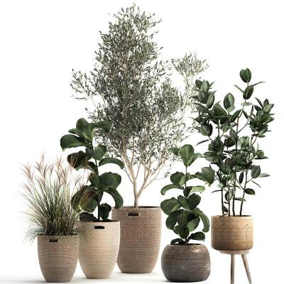 现代植物盆栽-11
